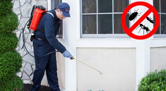 Hanönü Fare İlaçlama böcek ilaçlama ve haşere kontrolü — ilaclama-tr.com